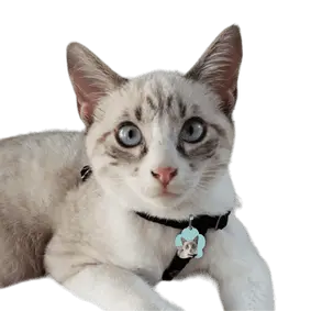 Gata Luna