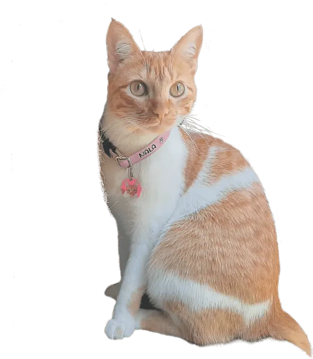 Mi nombre esa luna y soy la imagen de. IDpets