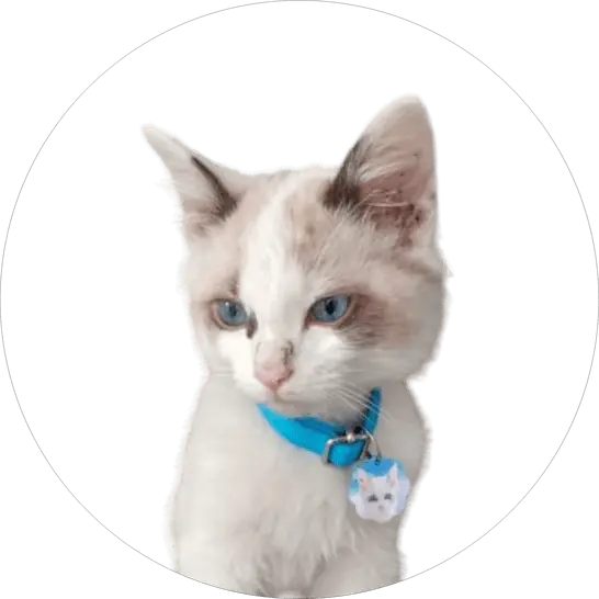 gato Aslan es un cliente satisfecho