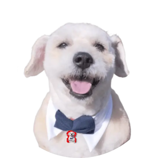Perro  lucas